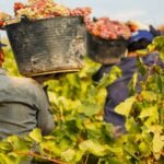 SE NECESITA PERSONAL PARA CUBRIR  150 PUESTOS DE TRABAJO PARA EL AREA DE COSECHAS